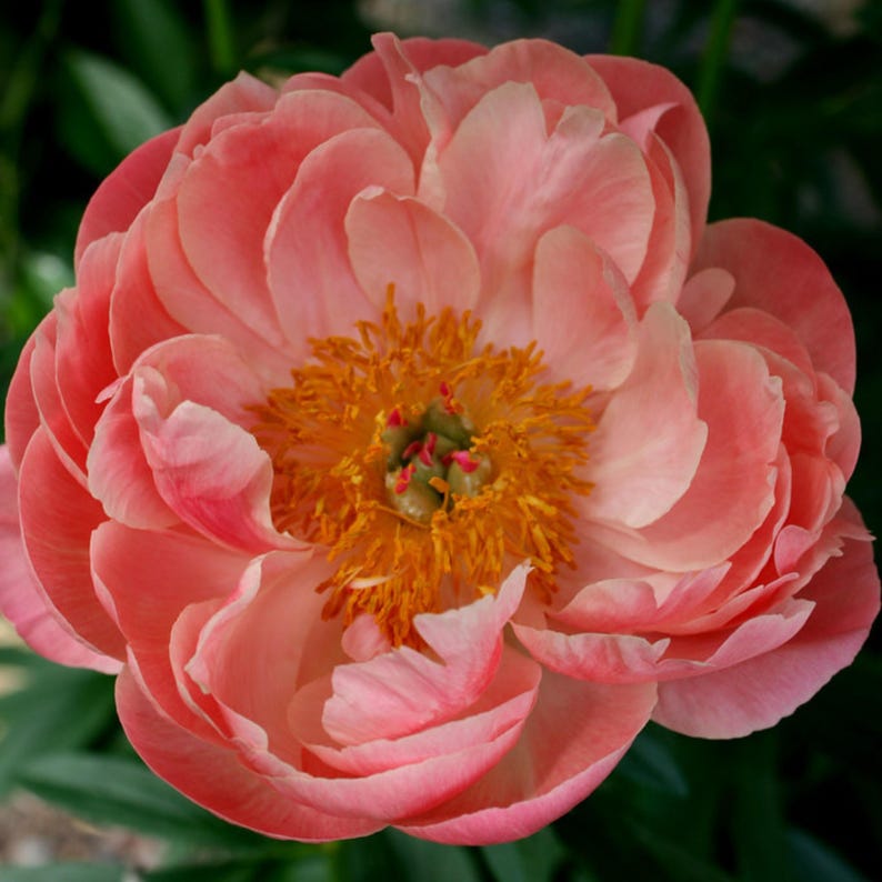 10 Seeds Pink Coral Peony - Heirloom Peony Seeds for Garden Blooms