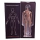 thumbnail image 5 of Ounissouiy masculina sin cabeza Sexy Muscle escala 1/6 figuras de acción de acero inoxidable coleccionable en miniatura mediana para Muñecas y casas de muñecas Color de piel, 5 of 6