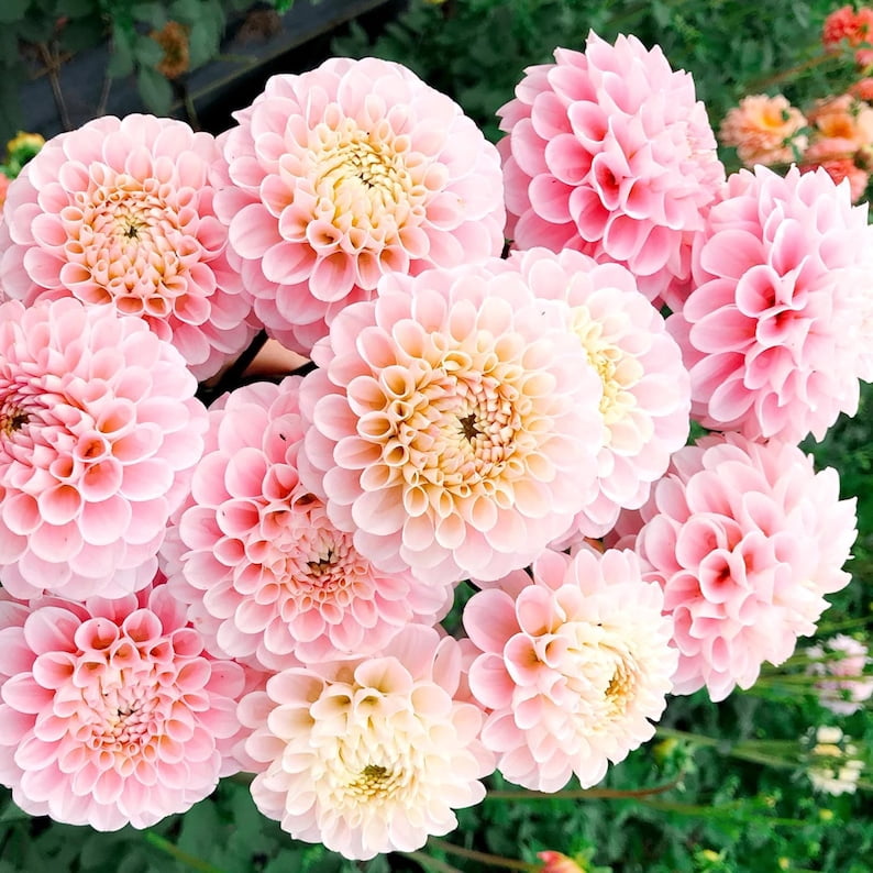 40 Seeds - of Oz Dahlia Seeds - Pollinator Friendly - - Heirloom Flower Seeds - Mix Seeds to Plant