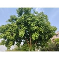 thumbnail image 2 of 30 Seeds FICUS TREE (Bodhi / Sacred Fig / Bo Tree / Pipal) Ficus Religiosa, 2 of 11