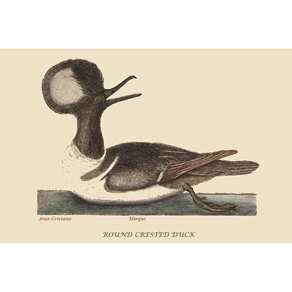 Round Crested Duck-Fine Art Canvas Print (20" x 30")