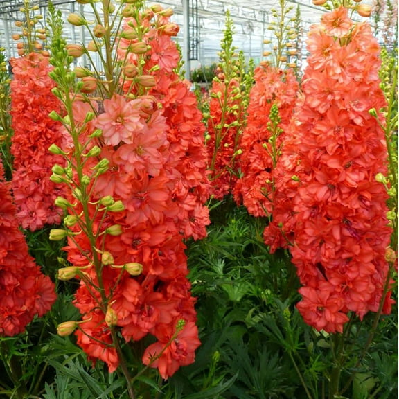 Red Lark Delphinium Perennial - Coral Red Blooms - 2.5" Pot