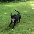 thumbnail image 3 of XiaZ Dog Runner Tie Out Cable for Dogs Up to 60/120/250 Pound, 20ft 30ft 50ft 70ft 100ft Dog Leash Line for Yard, Camping, Park, Outside, 3 of 6