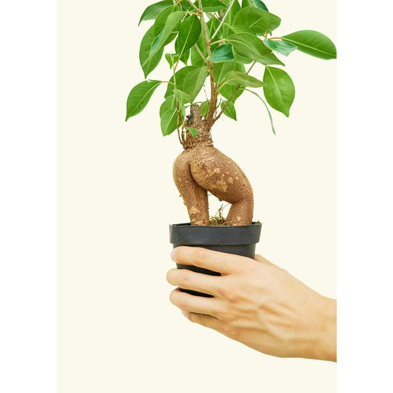 crassula buddha's temple plant Crassula pyramidalis 'Buddha's Temple' main image 0