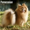 Pomeranian Calendar 2018 - Dog Breed Calendar - Wall Calendar 2017-2018