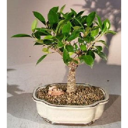 Ficus Retusa Bonsai Tree - Medium 5 years old, 13" - 14" tall versatile and trouble-free bonsai trees for indoor use