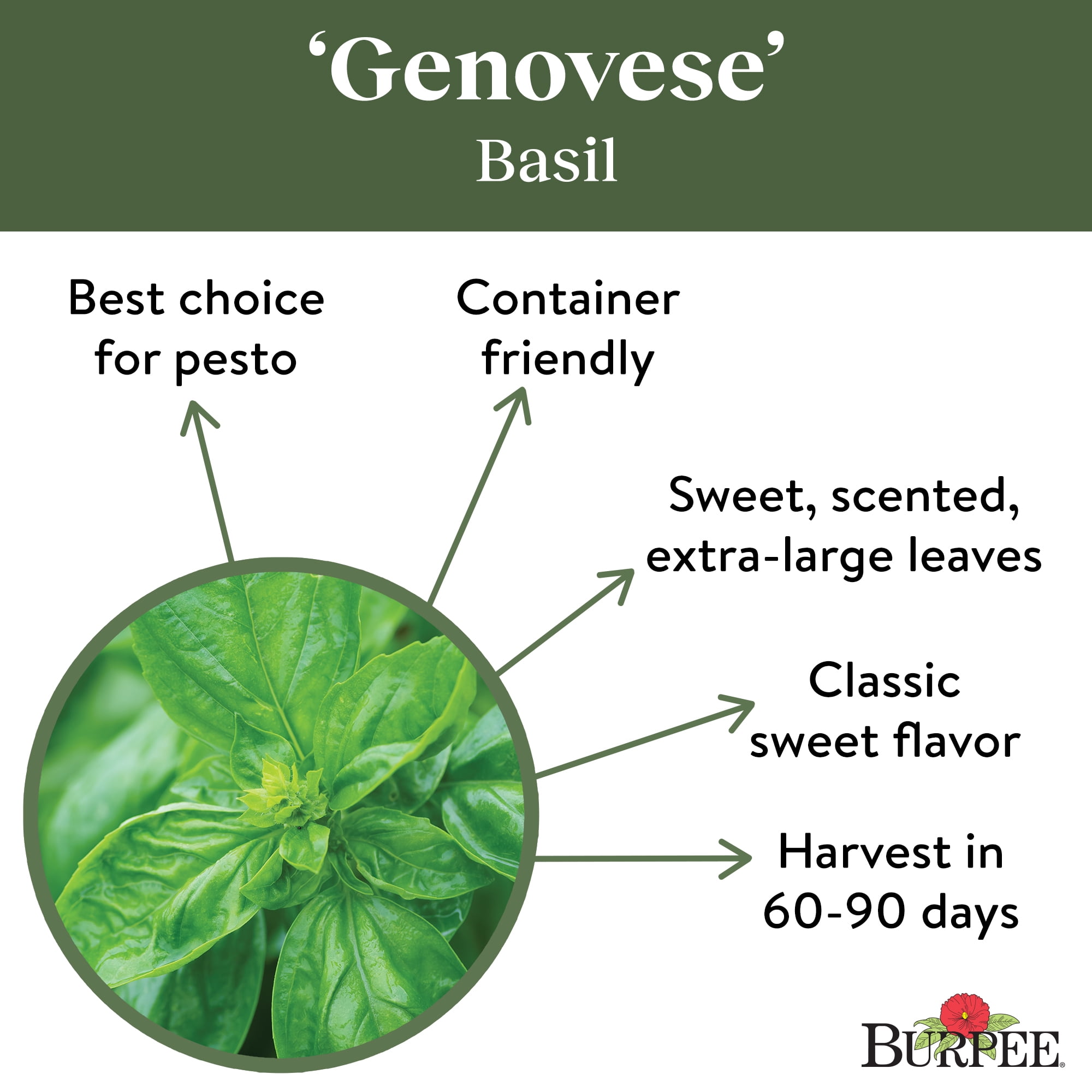 Burpee Organic Genovese Basil Herb Seed 1 Pack Walmart