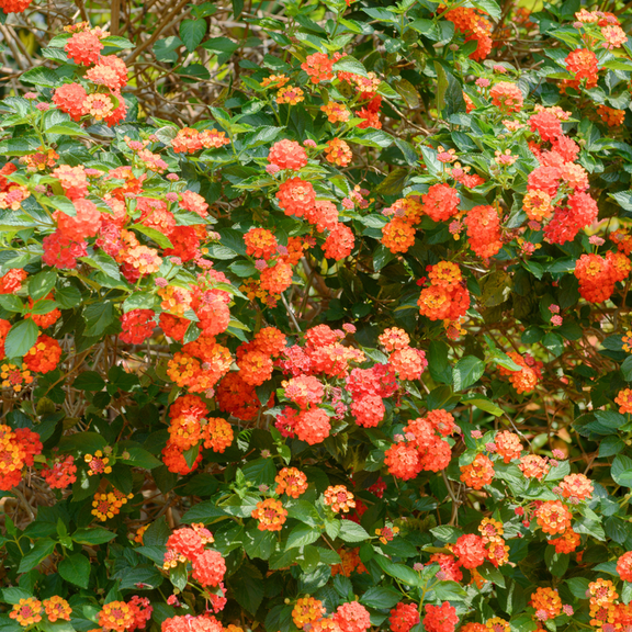 Orange Lantana Live Plant in 4 Inch Pot, Well Rooted for Planting, Colorful Perennial Plants, Zones 9-11