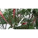 thumbnail image 4 of Bird Repellent Scare Tape Co-friendly Bird Scare Ribbon, Reflective Flash Bird Disuasiva, Scare Away Birds 2.4x700cm Rojo Macarena Cinta de disuasión de aves, 4 of 8
