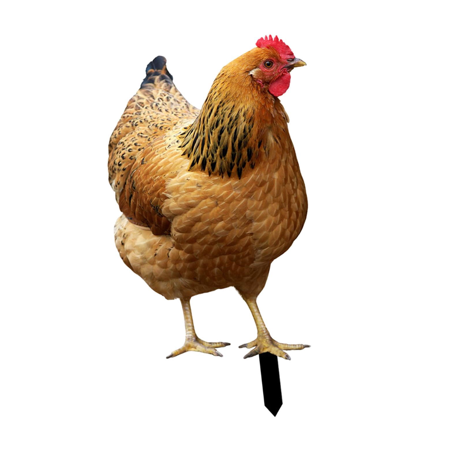 YWMJZEU Chicken Statue, Garden Stake, Animal Sculpture, Decorative Metal Chicken Figure, 31.5x17.4x0.1cm
