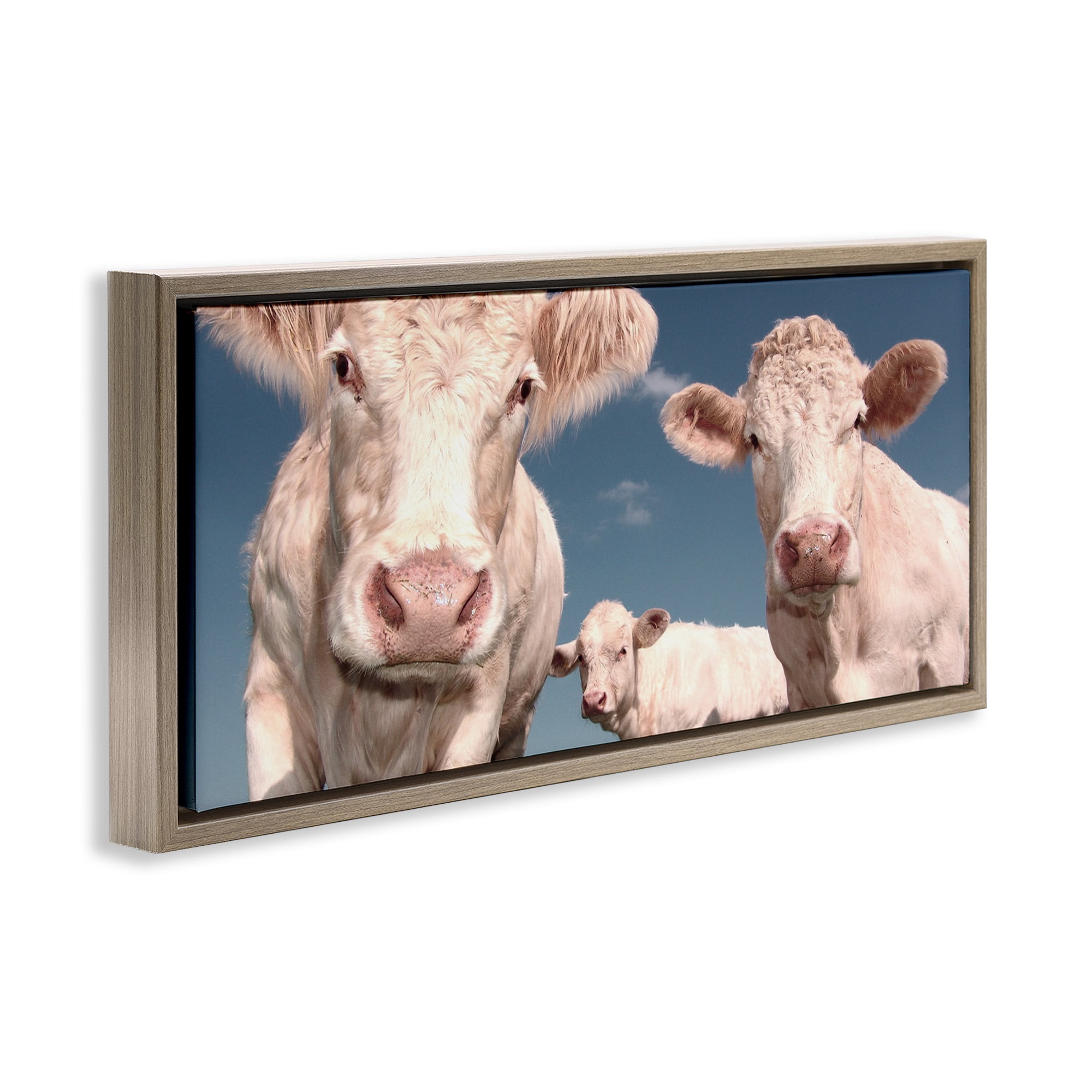 Stupell Industries Three White Cows Animals & Insects Photography Brown Floater Framed Canvas Art Print Wall Art, 25 x 11