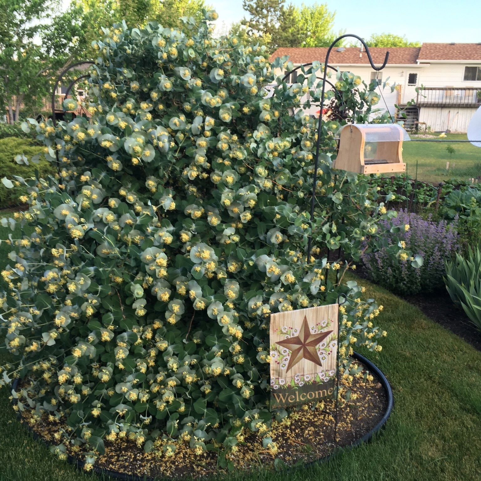 Proven Winners ColorChoice 5" Yellow Kintzley's Ghost Honeysuckle Live Plant in 4.5" Pot (4 Count)