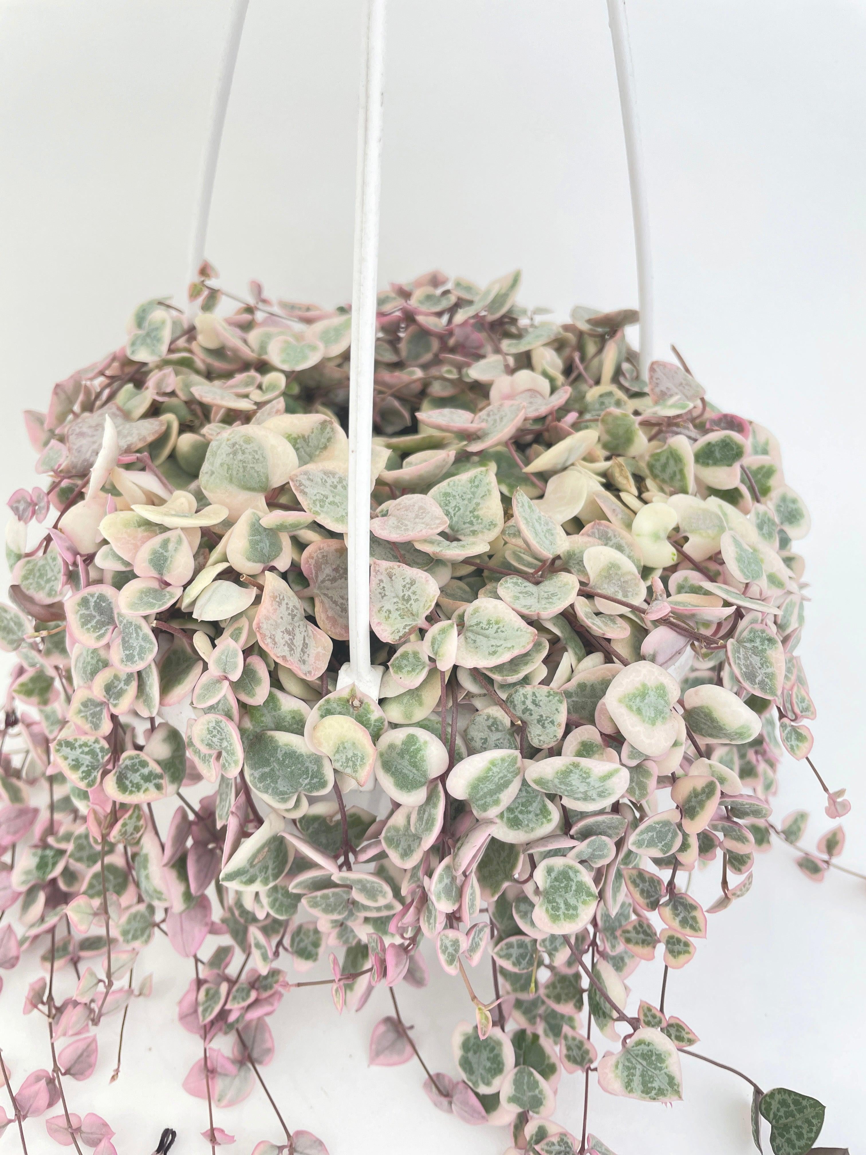 Variegated String of Hearts Succulent - Live Air-Purifying Indoor Plant in Nursery Pot – Easy Care, Low Maintenance Houseplant for Home & Office Decor, Natural Air Cleaner, Best for Beginners (4"Pot)