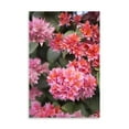 thumbnail image 2 of Gango Home Decor Pink Flowers II by Karyn Millet (Printed on Paper); One 24x36in Fine Art Paper Giclee Print, 2 of 4