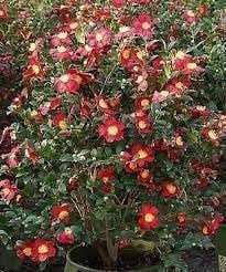 Camellia Sasanqua Yuletide I 1 Extra Large 3 Gallon Plant I Red Flowering Bright Red Winter Blooms, Live Plant for Indoor & Outdoor Gardens