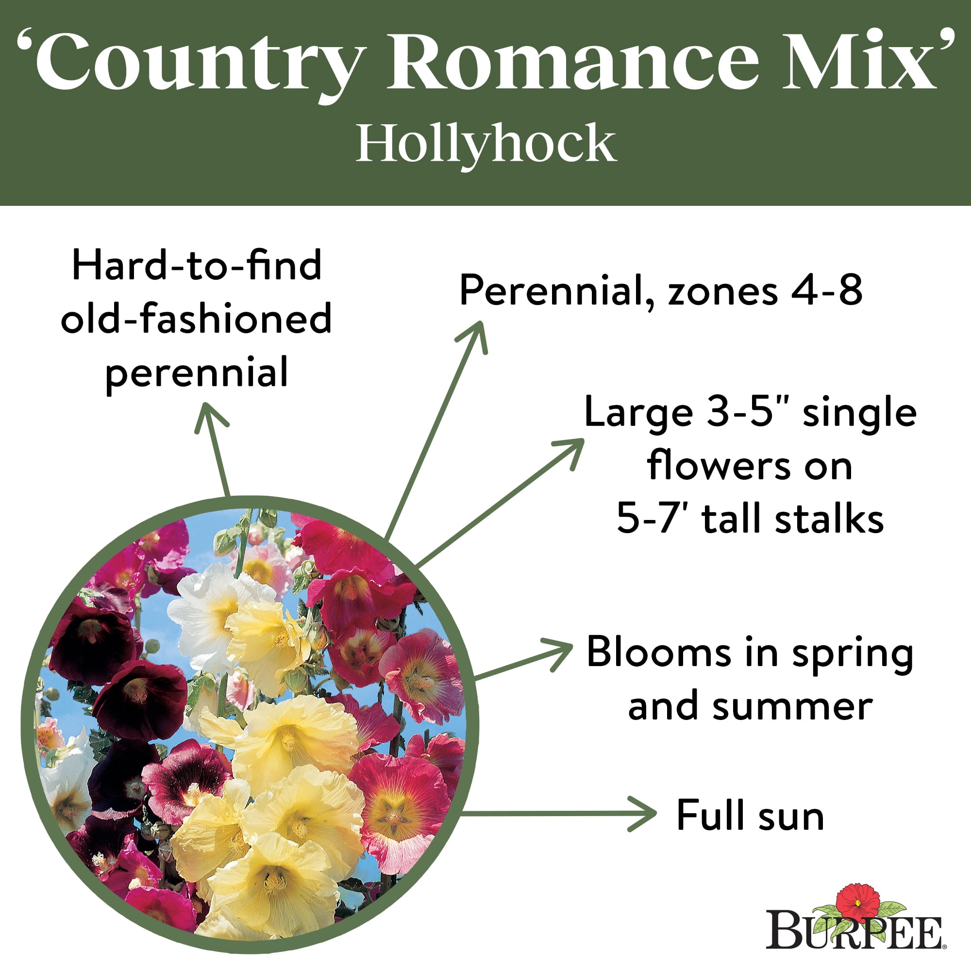 Burpee Country Romance Mixed Colors Hollyhock Flower Seed, 1-Pack, Perennial Flower