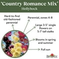 thumbnail image 4 of Burpee Country Romance Mixed Colors Hollyhock Flower Seed, 1-Pack, Perennial Flower, 4 of 5