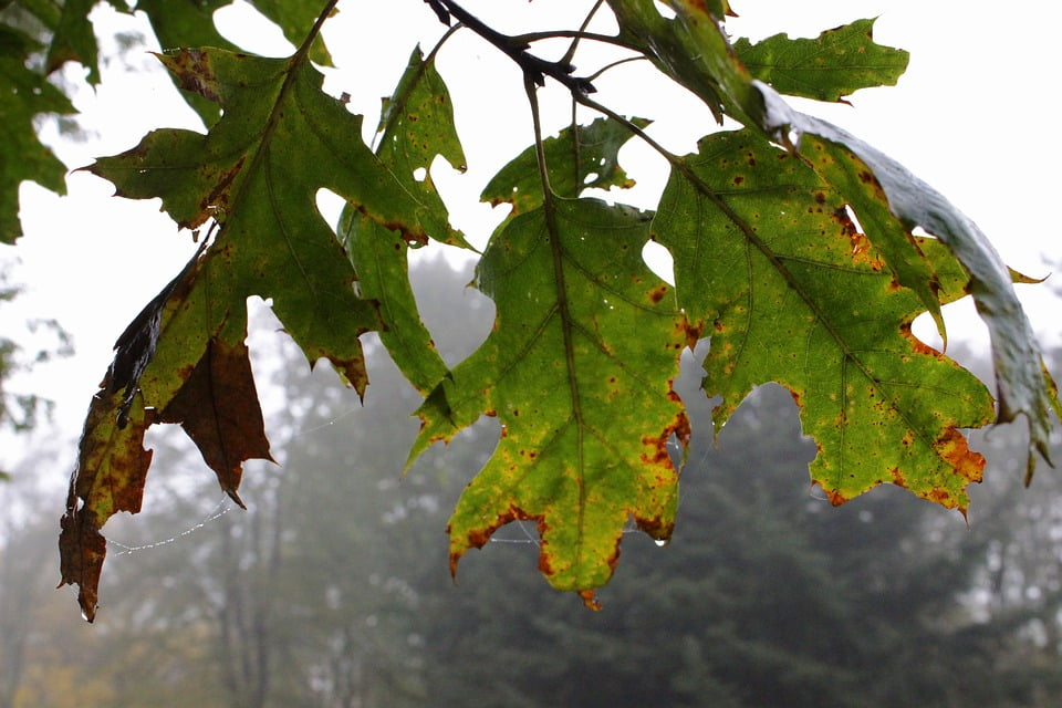 Free Images : tree, nature, branch, sunlight, flower, autumn, botany, yellow, fl
