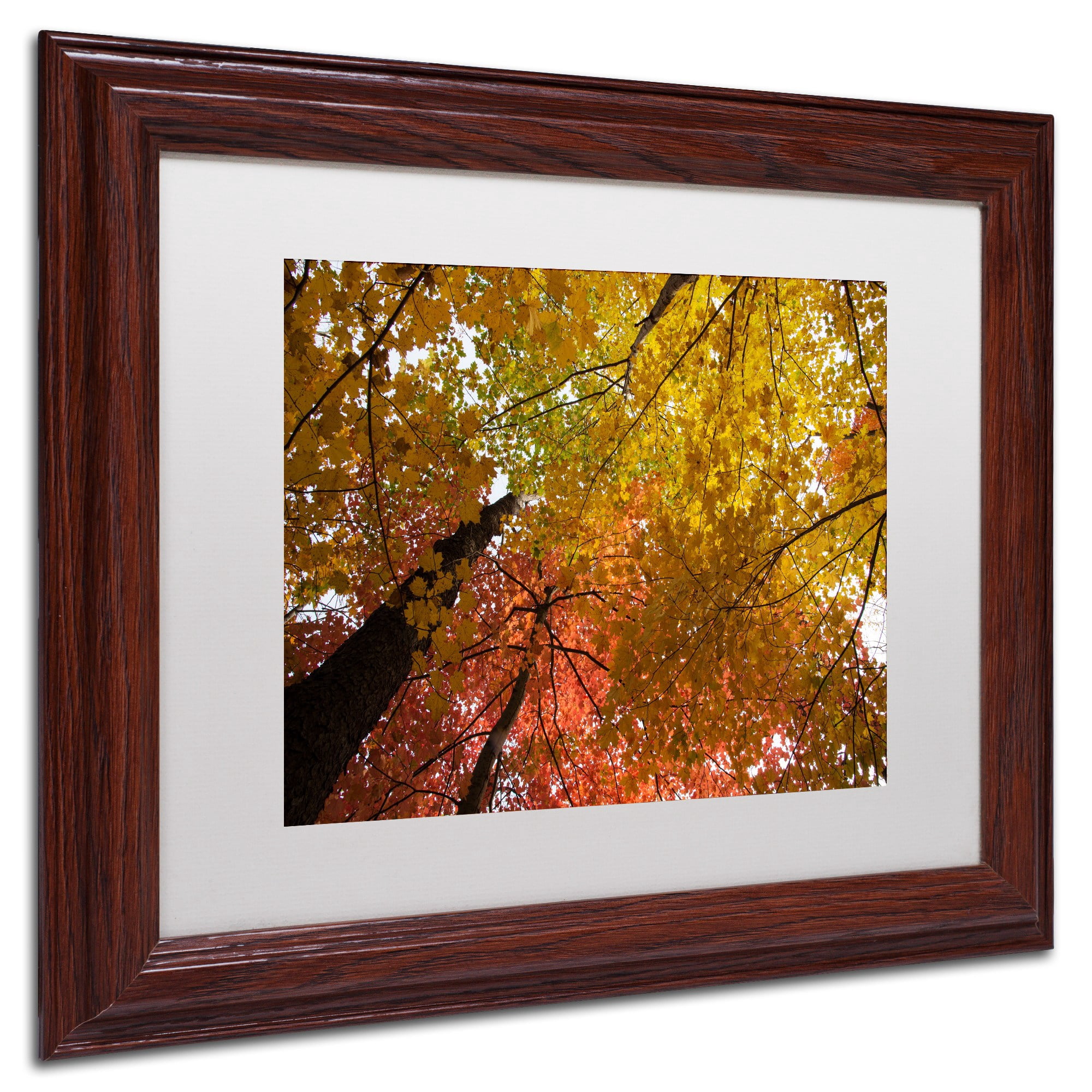 Trademark Fine Art "Spectacular Brilliant Autumn Trees" Canvas Art by Kurt Shaffer, White Matte, Wood Frame