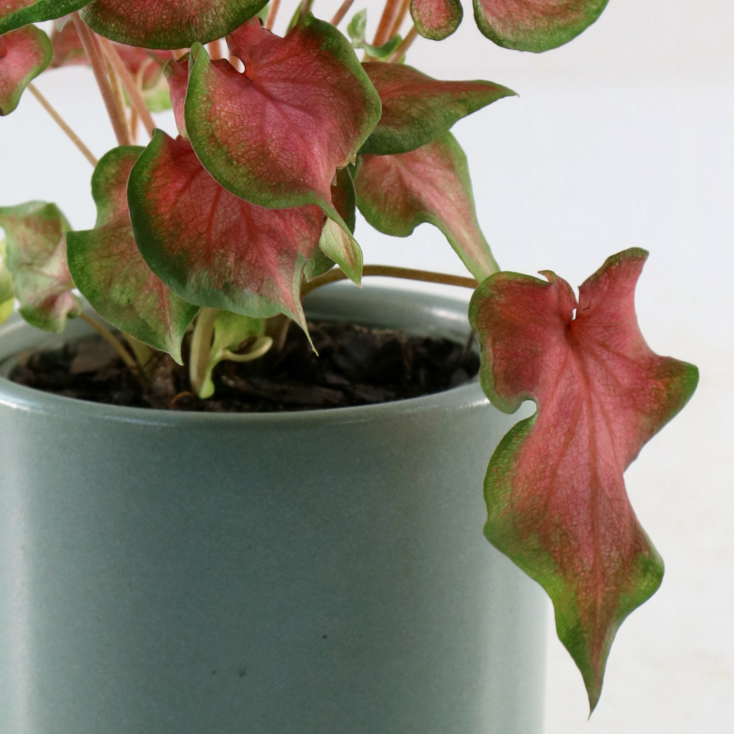 4 in. Caladium Fairytale Princess Plant in Grower Container (3-Pack)