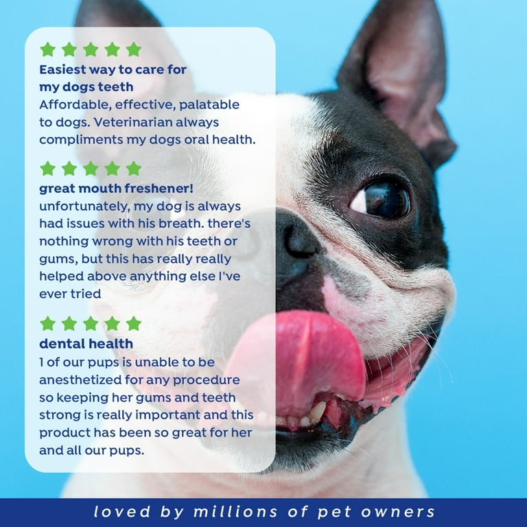 Breath Stinks My Dog's Breath Is Really Bad Reasons Your Dog