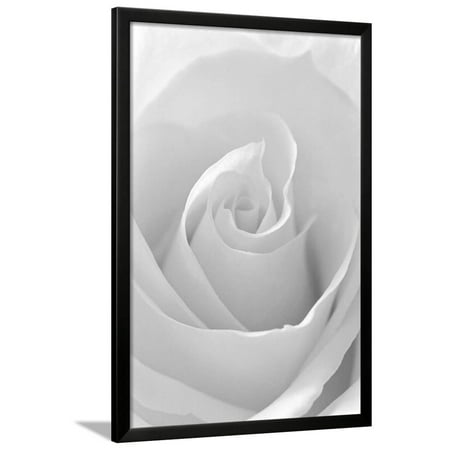 Anna Rose - Black and White Rose Abstract Framed Print Wall Art By Anna Miller