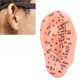 thumbnail image 5 of Ear Zone Model, Human Ear Model Multipurpose Ear Acupoint Model Clear For Hospital For Home For University For School ANGGREK Otros, 5 of 8