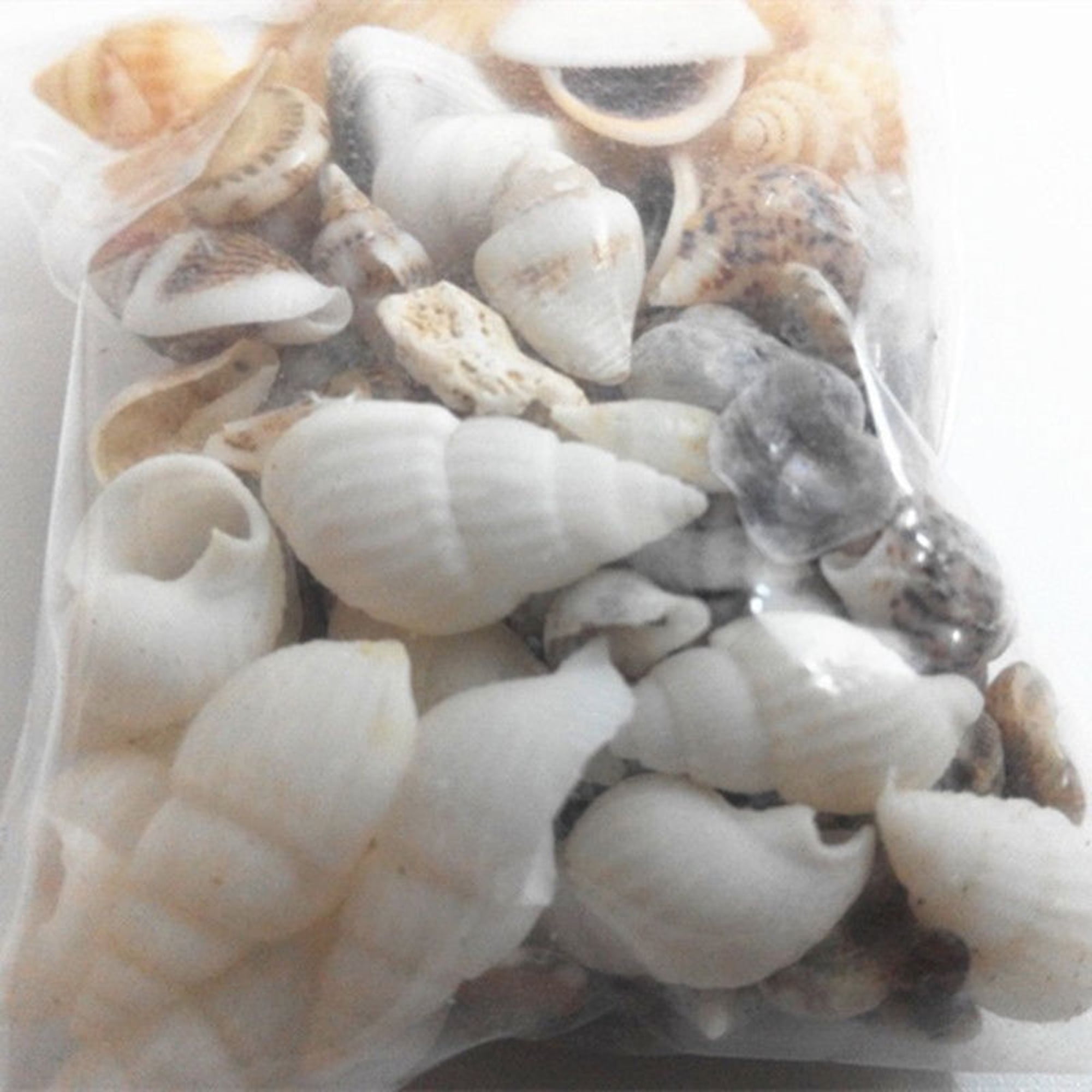 100g Mixed Beach Nautical Shells Aquarium Fish Tank Decoration Bulk Seashell UK 