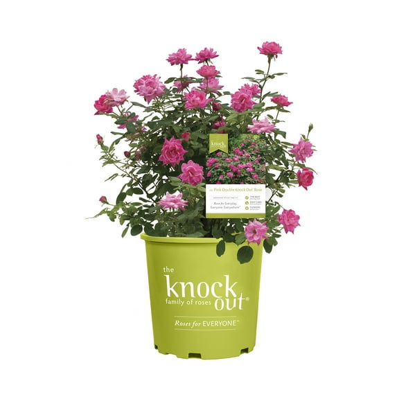 The Knock Out® Family of Roses 'The Pink Double Knock Out® Rose' Live Shrub in 2-Gallon Grower Pot