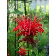 2 Bee Balm 'Jacob Cline' Monarda Plants in Separate 4 inch containers