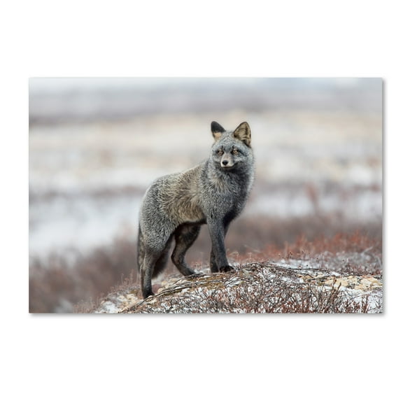 Trademark Fine Art 'Cross Fox' Canvas Art by Alessandro Catta