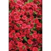 Proven Winner, Nemesia Sunsatia Cranberry Red, Annual Live Plant, in 1.56 pint volume, white plastic pots