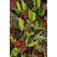 thumbnail image 2 of Carlson, Mark 23x32 White Modern Wood Framed Museum Art Print Titled - MI, Upper Peninsula, Club moss and bunchberry, 2 of 4