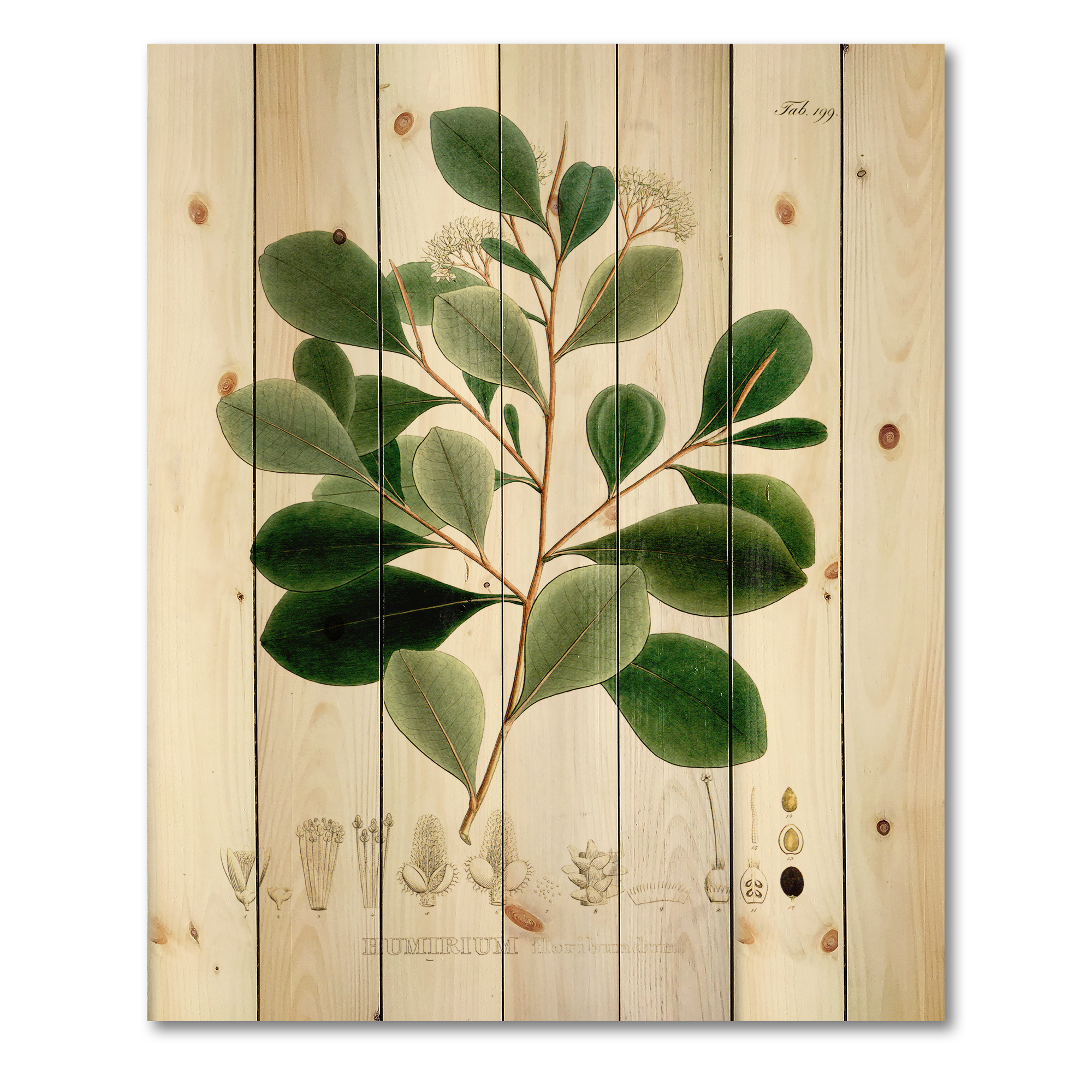 Designart 'Ancient Botanicals IV' Traditional Print on Natural Pine Wood