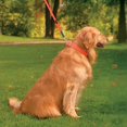 thumbnail image 2 of Ultrahund 4128-RE-22 1 x 22 Po. Collier Régulier, Rouge, 2 of 2