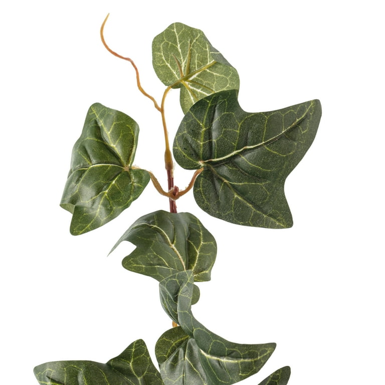 German Ivy Bush Ivy Collection by Ashland - Walmart.com