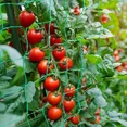 thumbnail image 5 of Pergolas de enrejado de plantas, red de cultivo de poliéster resistente, red de enrejado de jardín con malla cuadrada para plantas trepadoras, verduras,, 5 of 5