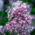 thumbnail image 2 of Brighter Blooms - Proven Winners® Bloomerang® Lilac Shrub, 1 gal - No Shipping to AK, AZ, HI, 2 of 5