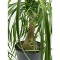 thumbnail image 4 of Indoor Stumpy Palm, Very Large Stump in 6 inch Pot, 4 of 7