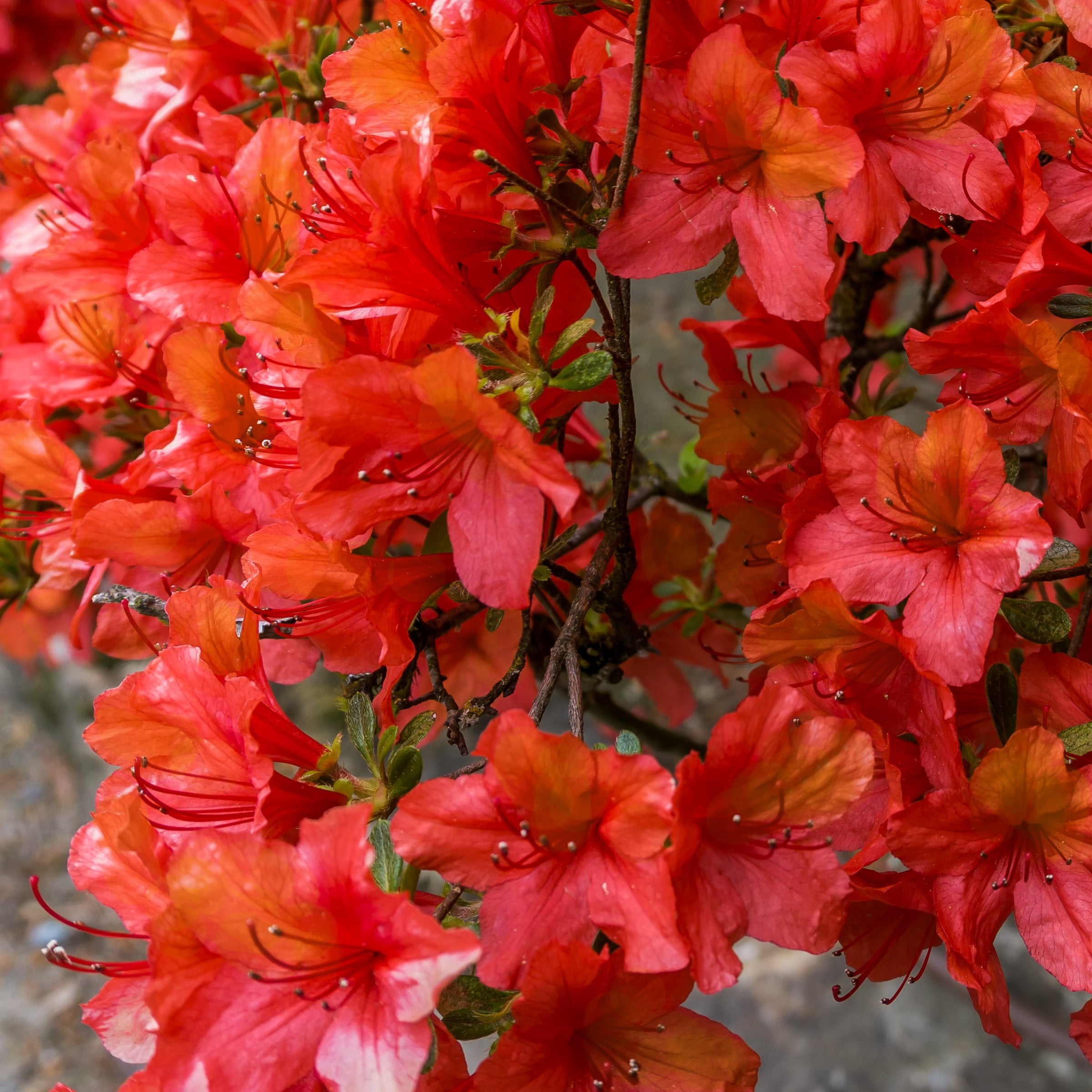 National Plant Network 3 gal. Native Azalea Jeb Stuart