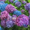 thumbnail image 2 of Spring Hill Nurseries Blue or Pink Flowering L.A. Dreamin' Hydrangea, 4-Inch Potted Deciduous Shrub, 2 of 3