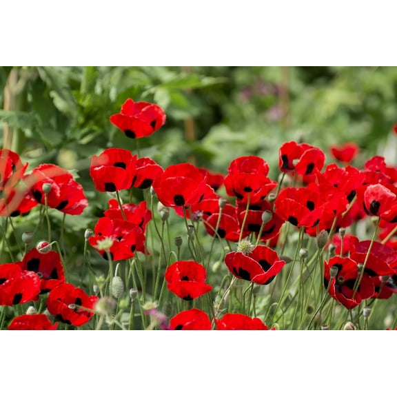 Seedville 500 Oriental Mix Poppy Flower Seeds, Attracts Bees, Butterflies, and Birds