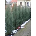 thumbnail image 6 of Skyrocket Juniper  5 Live Trees  Juniperus Scopulorum  Upright Columnar Evergreen, 6 of 9