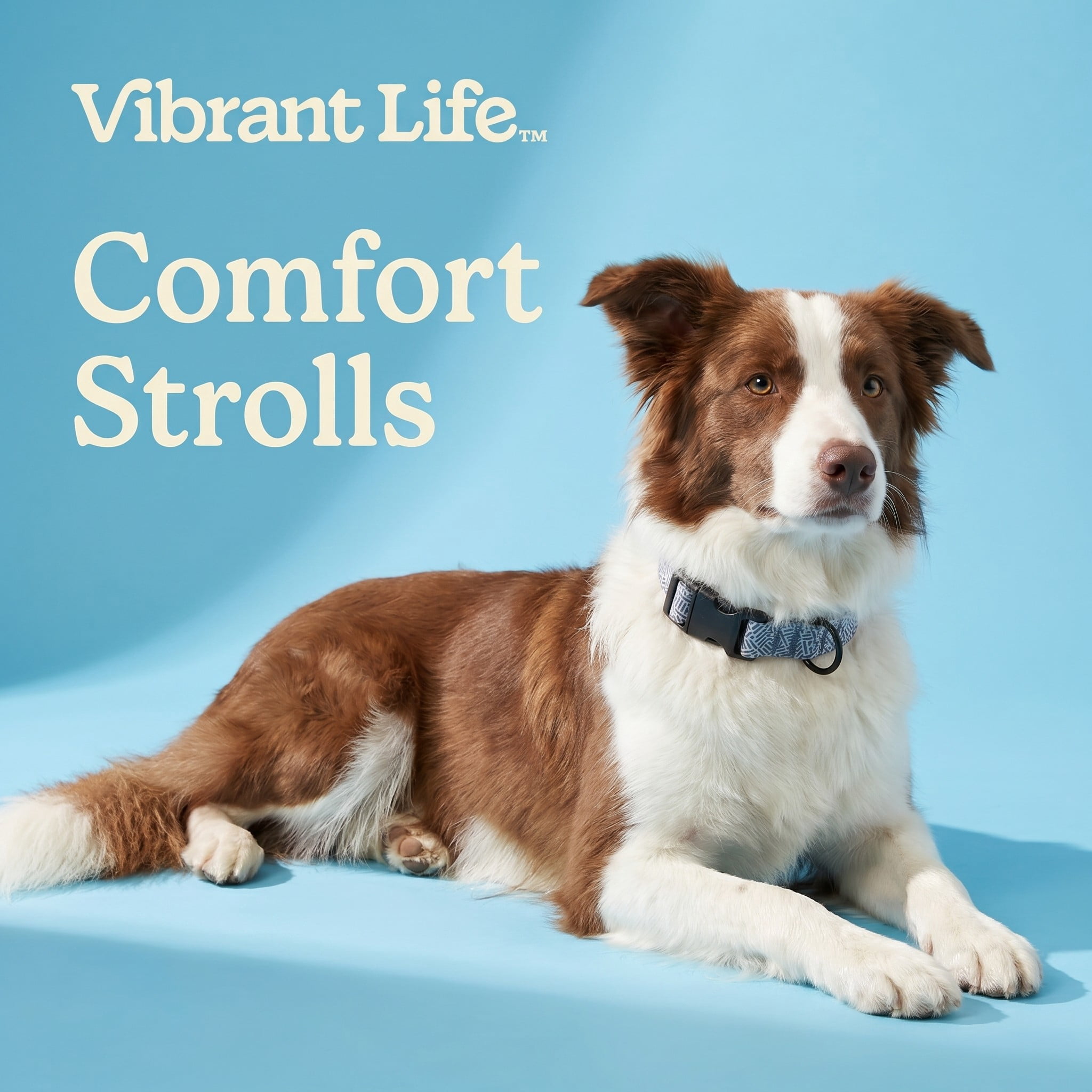 Vibrant Life Polyester Cushioned Adjustable Dog Collar, Gray Print, Small