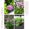 thumbnail image 5 of Live Citronella Geranium Plant, Fragrant Citronella Plant for Containers or Borders, 5–8 Inch Tall, 5 of 6