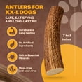 thumbnail image 5 of WhiteTail Naturals 2 Pack - XX Large - Premium Deer Antler for Dogs, All Natural Dog Chews, 5 of 7