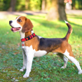 thumbnail image 5 of Collier pour Chien en nylon Réfléchissant - Doublure en Néoprène Douce, Réfléchissante et Ajustable, 5 of 5
