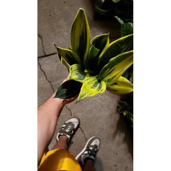6 in Pot - Sansevieria, Golden Flame 'La Rubia', Snake Plant, Live House Plant- Air Purifier- Feet Tall- Get similar