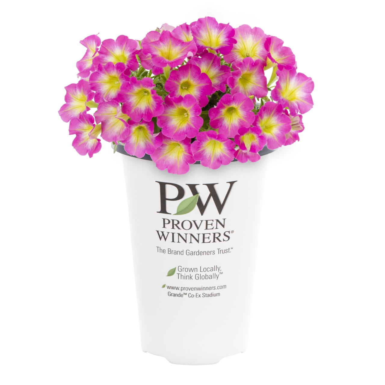 Proven Winners 1.5PT Multicolor Petunia Live Annual Plant Sun 5-Pack