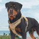 thumbnail image 3 of Adjustable training vest for dogs, comfortable dog vest, harness for large dogs, multicolored Ref: 2245, 3 of 5
